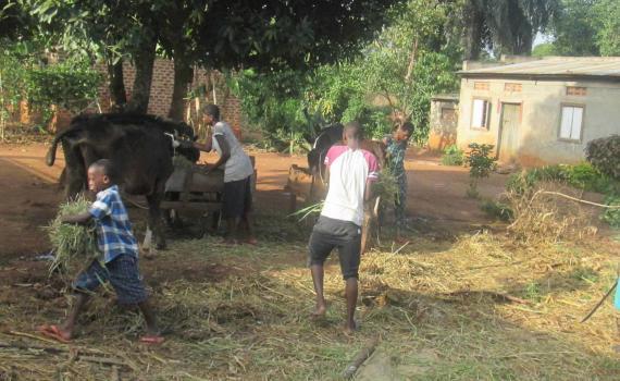 Agriculture activities - organic farming and feeding animals