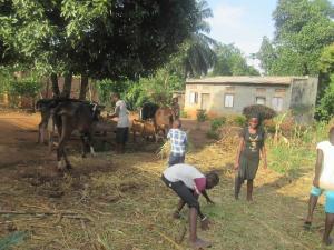 Agriculture activities - organic farming and feeding animals