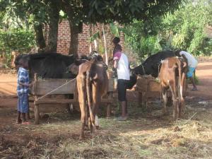 Agriculture activities - organic farming and feeding animals