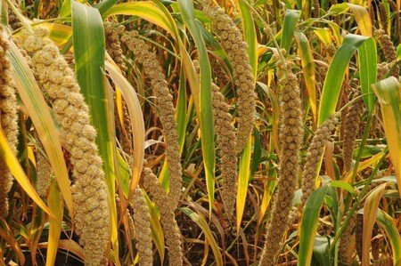 ripe millet crops in the fields in autumn